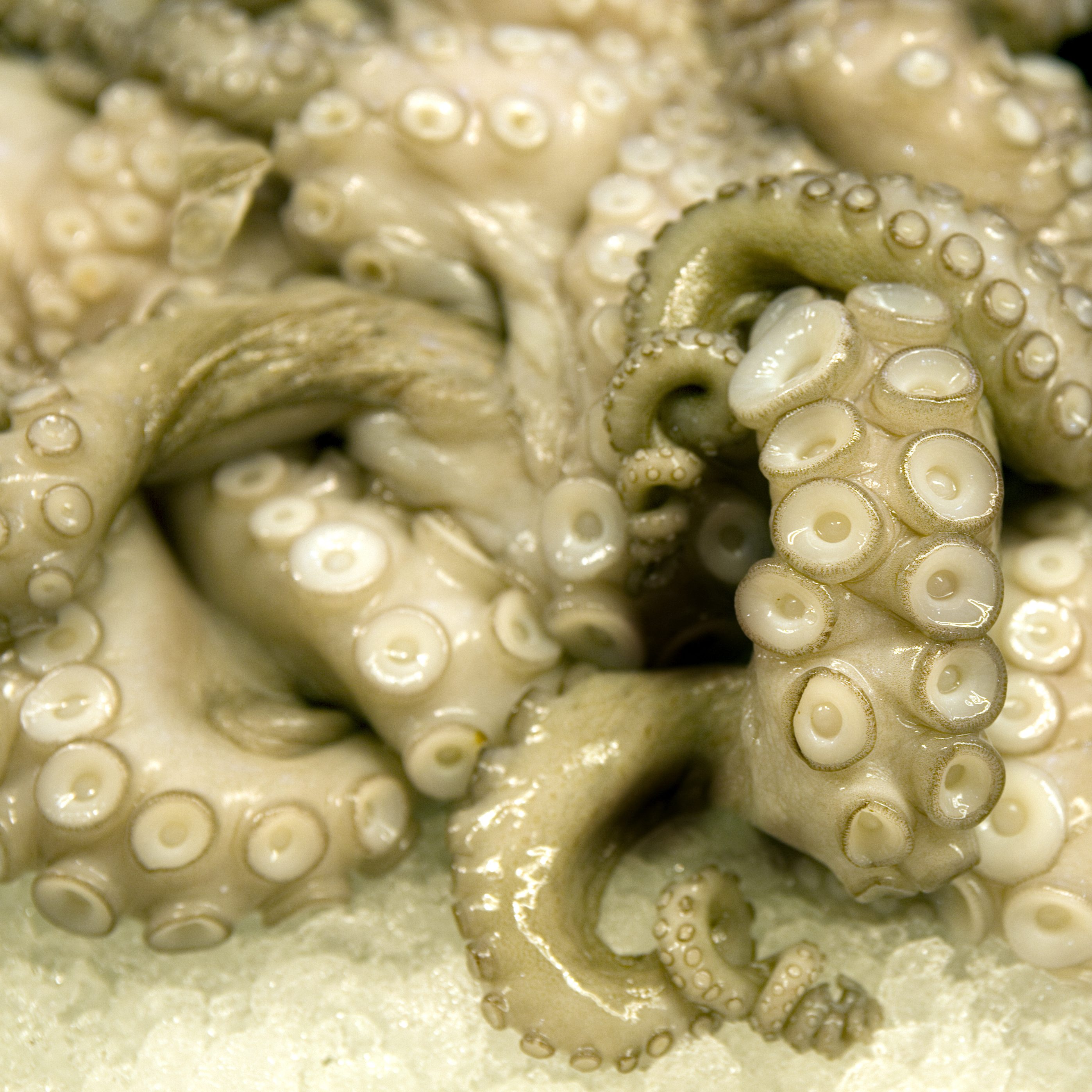 2795px x 2795px - Tentacles, Slime, and Sheets: Sublime! - Sheets of San Francisco