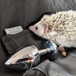 Albino hedgehog on a sheets of san francisco fluidproof sheet alongside a polished silver butt plug