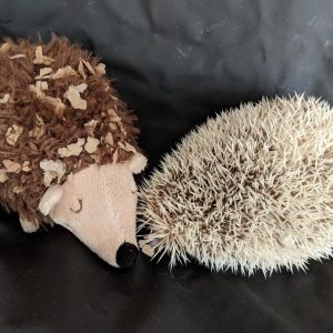 Albino Hedgehog curled up on a Sheets of San Francisco black fluiproof sheet with a soft toy hedgehog to keep her company